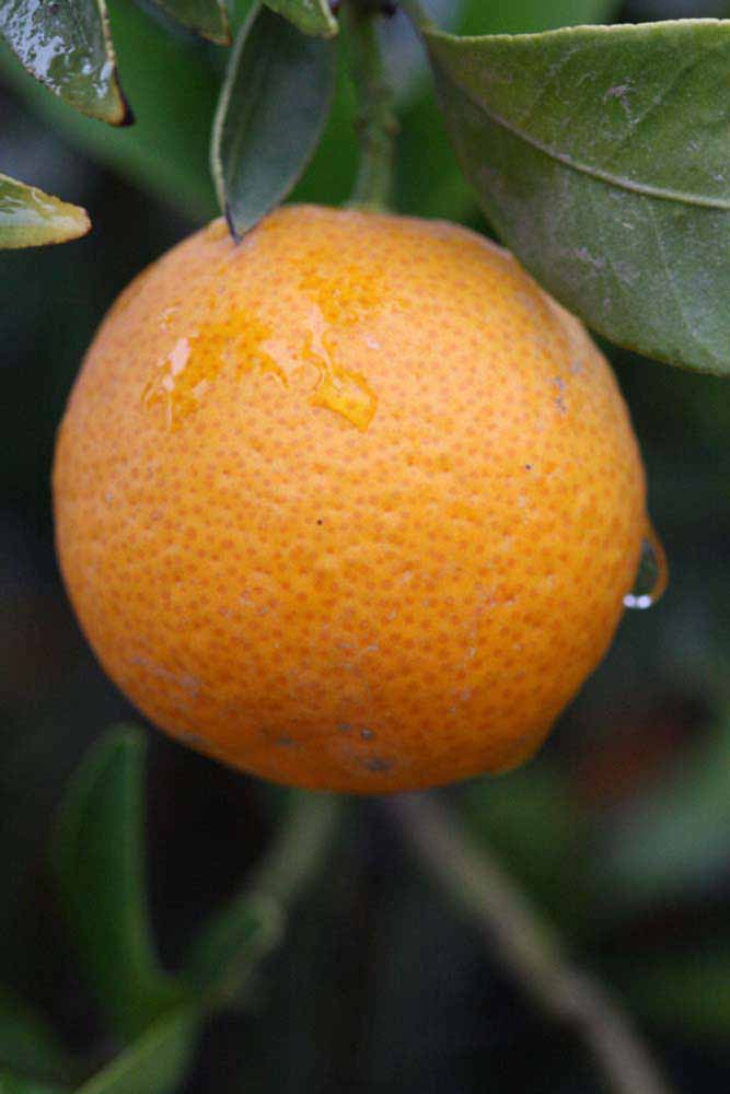              Fruit (Riverside, CA)       